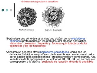 liberándose una serie de sustancias que actúan como  mediadores primarios  (preformados en los granulos) del proceso anafiláctico:  Histamina,  proteasas,  heparina y  factores quimiotácticos de los eosinófilos y de los neutrófilos Asimismo se generan otros  mediadores secundarios , como son los derivados del ácido araquidónico ,de la membrana celular, sintetizados por la acción de la ciclooxigenasa (prostaglandinas y tromboxanos, A2),  o en la via de la lipoxigenasa (leucotrienos B4, C4, D4 ; en su conjunto corresponden a la clásica “ sustancia de reacción lenta de la anafilaxia 