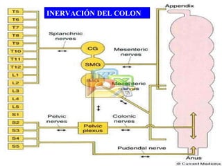 INERVACIÓN DEL COLON 