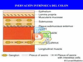 INERVACIÓN INTRÍNSECA DEL COLON 
