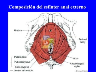 Composición del esfínter anal externo 