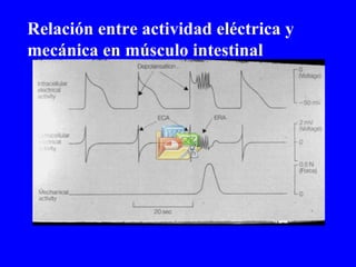 Relación entre actividad eléctrica y mecánica en músculo intestinal 