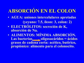 ABSORCIÓN EN EL COLON AGUA: uniones intercelulares apretadas (yeyuno: 7.5, íleon: 3, colon: 2) ELECTRÓLITOS: secreción de K, absorción de Na. ALIMENTOS: MÍNIMA ABSORCIÓN. Las bacterias  oligosacáridos = ácidos grasos de cadena corta: acético, butírico, propiónico: alimento para el colonocito.  