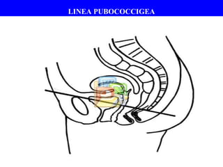 LINEA PUBOCOCCIGEA 