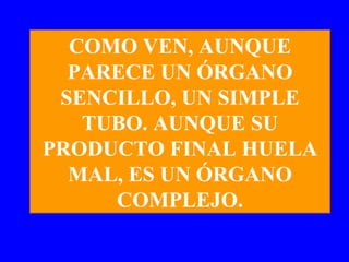COMO VEN, AUNQUE PARECE UN ÓRGANO SENCILLO, UN SIMPLE TUBO. AUNQUE SU PRODUCTO FINAL HUELA MAL, ES UN ÓRGANO COMPLEJO. 