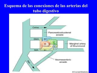 Esquema de las conexiones de las arterias del tubo digestivo 
