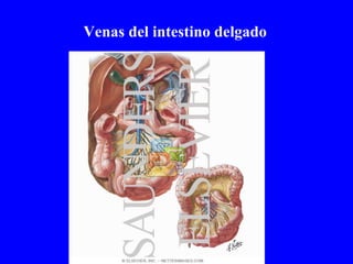 Venas del intestino delgado 