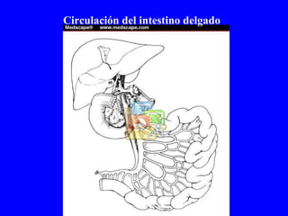Circulación del intestino delgado 