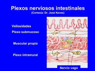 Plexos nerviosos intestinales  (Cortesía: Dr. José Naves) Nervio vago Vellosidades  Plexo submucoso Muscular propia Plexo intramural 