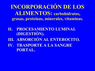 INCORPORACIÓN DE LOS ALIMENTOS:  carbohidratos, grasas, proteínas, minerales, vitaminas. PROCESAMIENTO LUMINAL (DIGESTIÓN). ABSORCIÓN AL ENTEROCITO. TRASPORTE A LA SANGRE PORTAL. 