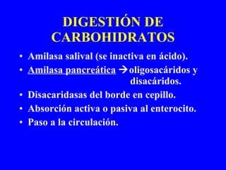 DIGESTIÓN DE CARBOHIDRATOS Amilasa salival (se inactiva en ácido). Amilasa pancreática    oligosacáridos y    disacáridos. Disacaridasas del borde en cepillo. Absorción activa o pasiva al enterocito. Paso a la circulación. 