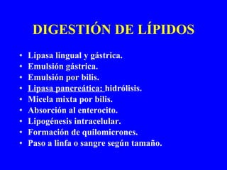 DIGESTIÓN DE LÍPIDOS Lipasa lingual y gástrica. Emulsión gástrica. Emulsión por bilis. Lipasa pancreática:  hidrólisis. Micela mixta por bilis. Absorción al enterocito. Lipogénesis intracelular. Formación de quilomicrones. Paso a linfa o sangre según tamaño. 