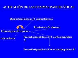 Tripsinógeno    tripsina Quimiotripsinógeno    quimiotripsina Proelastasa    elastasa Procarboxipeptidasa A    carboxipeptidasa A Procarboxipeptidasa B    carboxipeptidasa B enterocinasa ACTIVACIÓN DE LAS ENZIMAS PANCREÁTICAS 