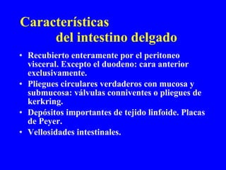 Características  del intestino delgado Recubierto enteramente por el peritoneo visceral. Excepto el duodeno: cara anterior exclusivamente. Pliegues circulares verdaderos con mucosa y submucosa: válvulas conniventes o pliegues de kerkring. Depósitos importantes de tejido linfoide. Placas de Peyer. Vellosidades intestinales. 