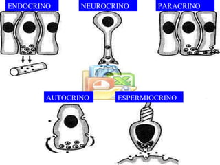 ENDOCRINO NEUROCRINO PARACRINO AUTOCRINO ESPERMIOCRINO 