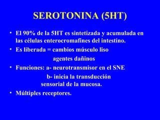 SEROTONINA (5HT) El 90% de la 5HT es sintetizada y acumulada en las células enterocromafines del intestino. Es liberada = cambios músculo liso agentes dañinos Funciones: a- neurotransmisor en el SNE b- inicia la transducción    sensorial de la mucosa. Múltiples receptores. 