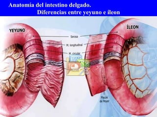 Anatomía del intestino delgado.  Diferencias entre yeyuno e íleon 