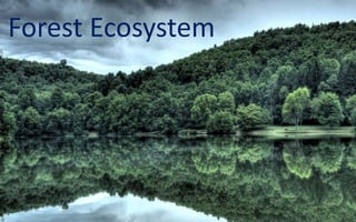 Forest Ecosystem
 