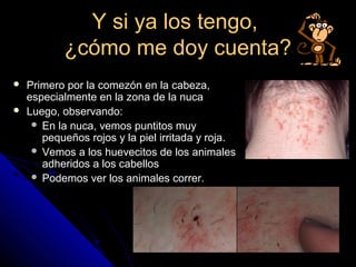 Y si ya los tengo,Y si ya los tengo,
¿cómo me doy cuenta?¿cómo me doy cuenta?
 Primero por la comezón en la cabeza,Primero por la comezón en la cabeza,
especialmente en la zona de la nucaespecialmente en la zona de la nuca
 Luego, observando:Luego, observando:
 En la nuca, vemos puntitos muyEn la nuca, vemos puntitos muy
pequeños rojos y la piel irritada y roja.pequeños rojos y la piel irritada y roja.
 Vemos a los huevecitos de los animalesVemos a los huevecitos de los animales
adheridos a los cabellosadheridos a los cabellos
 Podemos ver los animales correr.Podemos ver los animales correr.
 
