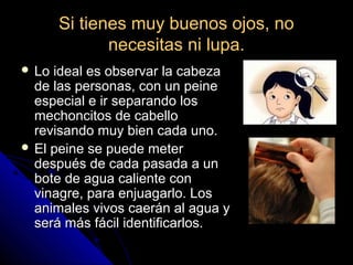 Si tienes muy buenos ojos, noSi tienes muy buenos ojos, no
necesitas ni lupa.necesitas ni lupa.
 Lo ideal es observar la cabezaLo ideal es observar la cabeza
de las personas, con un peinede las personas, con un peine
especial e ir separando losespecial e ir separando los
mechoncitos de cabellomechoncitos de cabello
revisando muy bien cada uno.revisando muy bien cada uno.
 El peine se puede meterEl peine se puede meter
después de cada pasada a undespués de cada pasada a un
bote de agua caliente conbote de agua caliente con
vinagre, para enjuagarlo. Losvinagre, para enjuagarlo. Los
animales vivos caerán al agua yanimales vivos caerán al agua y
será más fácil identificarlos.será más fácil identificarlos.
 