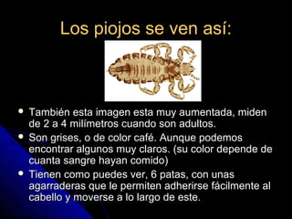 Los piojos se ven así:Los piojos se ven así:
 También esta imagen esta muy aumentada, midenTambién esta imagen esta muy aumentada, miden
de 2 a 4 milímetros cuando son adultos.de 2 a 4 milímetros cuando son adultos.
 Son grises, o de color café. Aunque podemosSon grises, o de color café. Aunque podemos
encontrar algunos muy claros. (su color depende deencontrar algunos muy claros. (su color depende de
cuanta sangre hayan comido)cuanta sangre hayan comido)
 Tienen como puedes ver, 6 patas, con unasTienen como puedes ver, 6 patas, con unas
agarraderas que le permiten adherirse fácilmente alagarraderas que le permiten adherirse fácilmente al
cabello y moverse a lo largo de este.cabello y moverse a lo largo de este.
 