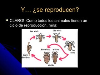 Y… ¿se reproducen?Y… ¿se reproducen?
 CLARO! Como todos los animales tienen unCLARO! Como todos los animales tienen un
ciclo de reproducción, mira:ciclo de reproducción, mira:
 