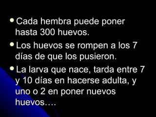 Cada hembra puede ponerCada hembra puede poner
hasta 300 huevos.hasta 300 huevos.
Los huevos se rompen a los 7Los huevos se rompen a los 7
días de que los pusieron.días de que los pusieron.
La larva que nace, tarda entre 7La larva que nace, tarda entre 7
y 10 días en hacerse adulta, yy 10 días en hacerse adulta, y
uno o 2 en poner nuevosuno o 2 en poner nuevos
huevos….huevos….
 