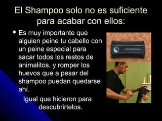 El Shampoo solo no es suficienteEl Shampoo solo no es suficiente
para acabar con ellos:para acabar con ellos:
 Es muy importante queEs muy importante que
alguien peine tu cabello conalguien peine tu cabello con
un peine especial paraun peine especial para
sacar todos los restos desacar todos los restos de
animalitos, y romper losanimalitos, y romper los
huevos que a pesar delhuevos que a pesar del
shampoo puedan quedarseshampoo puedan quedarse
ahí.ahí.
Igual que hicieron paraIgual que hicieron para
descubrirtelos.descubrirtelos.
 