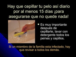 Hay que cepillar tu pelo así diarioHay que cepillar tu pelo así diario
por al menos 15 días ¡parapor al menos 15 días ¡para
asegurarse que no quede nada!asegurarse que no quede nada!
 Es muy importanteEs muy importante
después dedespués de
cepillarte, lavar concepillarte, lavar con
detergente todos losdetergente todos los
peines y cepillos.peines y cepillos.
Si un miembro de la familia esta infectado, haySi un miembro de la familia esta infectado, hay
que revisar a todos los demás.que revisar a todos los demás.
 