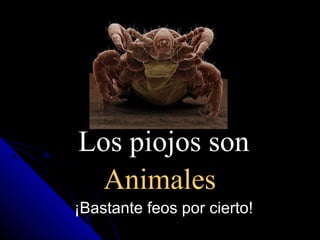 Los piojos son
Animales
¡Bastante feos por cierto!
 
