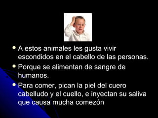 A estos animales les gusta vivir
escondidos en el cabello de las personas.
Porque se alimentan de sangre de
humanos.
Para comer, pican la piel del cuero
cabelludo y el cuello, e inyectan su saliva
que causa mucha comezón
 