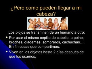 ¿Pero como pueden llegar a mi¿Pero como pueden llegar a mi
cabeza?cabeza?
Los piojos se transmiten de un humano a otro:Los piojos se transmiten de un humano a otro:
 Por usar el mismo cepillo de cabello, o peine,Por usar el mismo cepillo de cabello, o peine,
broches, diademas, sombreros, cachuchas….broches, diademas, sombreros, cachuchas….
En fin cosas que compartimos.En fin cosas que compartimos.
 Viven en los objetos hasta 2 días después deViven en los objetos hasta 2 días después de
que los usamos.que los usamos.
 