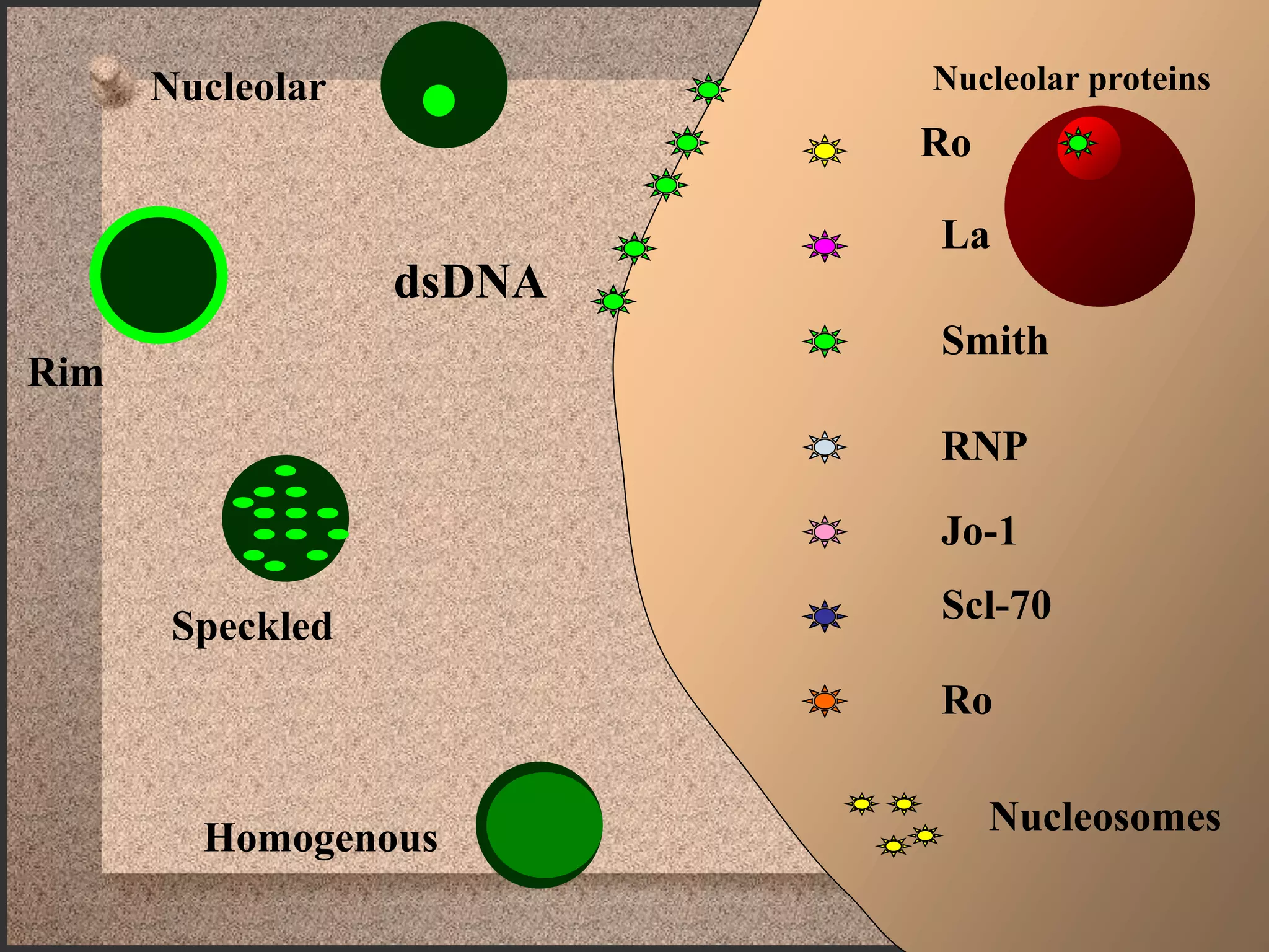 Ro
La
Smith
RNP
Jo-1
Scl-70
Ro
Nucleolar
dsDNA
Rim
Speckled
Homogenous
Nucleosomes
Ro
La
Smith
RNP
Jo-1
Scl-70
Ro
dsDNA
Nucleolar proteins
 