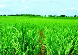 Anais do 3° Simpósio Paranaense de Design Sustentável
6
http://2.bp.blogspot.com/-hQOShbS0_PQ/TazI4ZQ5v-I/AAAAAAAAAj8/sr5Ds5-uBxo/s1600/a+acana+de+a%25C3%25A7ucar.jpg
 