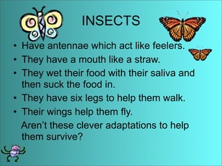 Anaise Animal Adaptations