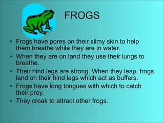 Anaise Animal Adaptations