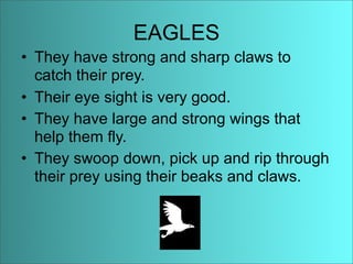 Anaise Animal Adaptations