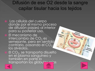 Difusión de ese O2 desde la sangre
         capilar tisular hacia los tejidos

    Las células del cuerpo
    donde por el mismo proceso
    de difusión pasará al interior
    para su posterior uso.
   El mecanismo de
    intercambio de CO2 es
    semejante, pero en sentido
    contrario, pasando el CO2 a
    los alvéolos.
   El CO2, se transporta disuelto
    en el plasma sanguíneo y
    también en parte lo
    transportan los glóbulos rojos
 