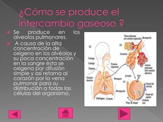    Se     produce     en    los
    alveolos pulmonares.
    A causa de la alta
    concentración de
    oxígeno en los alvéolos y
    su poca concentración
    en la sangre ésta se
    oxigena por difusión
    simple y así retorna al
    corazón por la vena
    pulmonar para su
    distribución a todas las
    células del organismo.
 