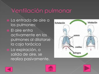  La entrada de aire a
  los pulmones:
 El aire entra
  activamente en los
  pulmones al dilatarse
  la caja torácica
 La expiración, o
  salida de aire, se
  realiza pasivamente.
 