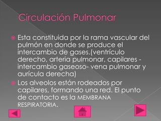  Esta constituida por la rama vascular del
  pulmón en donde se produce el
  intercambio de gases.(ventrículo
  derecho, arteria pulmonar, capilares -
  intercambio gaseoso- vena pulmonar y
  aurícula derecha)
 Los alveolos están rodeados por
  capilares, formando una red. El punto
  de contacto es la MEMBRANA
  RESPIRATORIA.
 