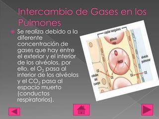    Se realiza debido a la
    diferente
    concentración de
    gases que hay entre
    el exterior y el interior
    de los alvéolos, por
    ello, el O2 pasa al
    interior de los alvéolos
    y el CO2 pasa al
    espacio muerto
    (conductos
    respiratorios).
 