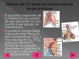 Difusión del O2 desde los alveolos hacia la
                 sangre pulmonar
 El procesos depende de
  la diferencia de presión
  de ese gas entre los dos
  puntos y ese gas en las
  membranas.
 Cuando la sangre llega
  a los pulmones tiene un
  alto contenido en CO2 y
  muy escaso en O2. El O2
  pasa por difusión a
  través de las paredes
  alveolares y capilares a
  la sangre y sale por la
  arteria pulmonar
 
