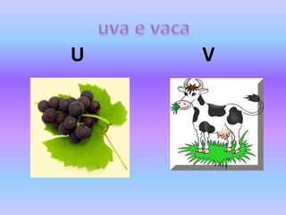 U V
 