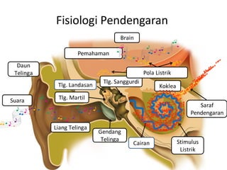 Daun
Telinga
Liang Telinga
Brain
Cairan
Saraf
Pendengaran
Stimulus
Listrik
Koklea
Gendang
Telinga
Suara
Fisiologi Pendengaran
Tlg. Martil
Tlg. Sanggurdi
Pemahaman
Pola Listrik
Tlg. Landasan
 