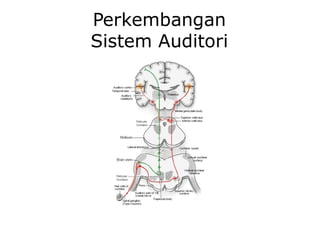 Perkembangan
Sistem Auditori
 