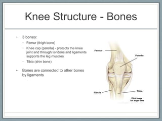 Knee Structure - Bones3 bones:Femur (thigh bone)Knee cap (patella) - protects the knee joint and through tendons and ligaments supports the leg musclesTibia (shin bone)Bones are connected to other bones by ligaments