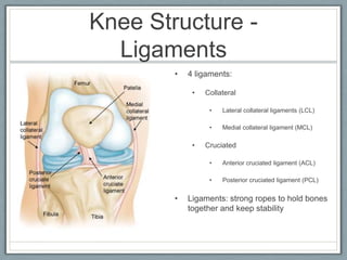 Knee Structure - Ligaments4 ligaments: