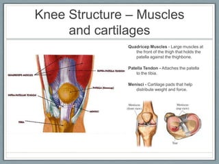 Lateral collateral ligaments (LCL)