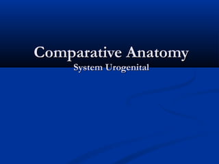 Comparative AnatomyComparative Anatomy
System UrogenitalSystem Urogenital
 