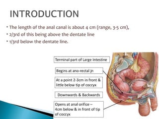 • The length of the anal canal is about 4 cm (range, 3-5 cm),
• 2/3rd of this being above the dentate line
• 1/3rd below the dentate line.
 
